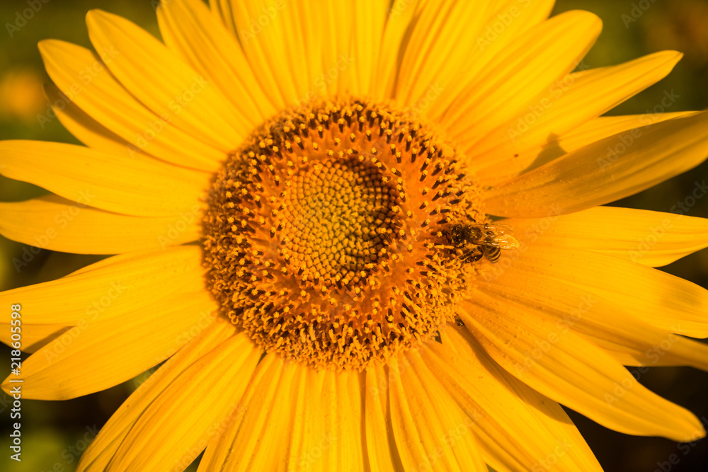 Honey Bee on Sunflower collects honey in summer time