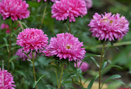 In a flower garden  pink asters blossom