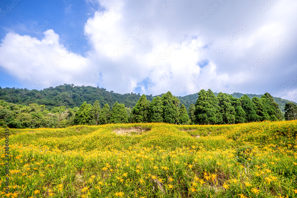 The Orange daylily(Tawny daylily) flower farm at chih-ke Mountain(chi ke shan) with blue sky and cloud, Hualian , Taiwan