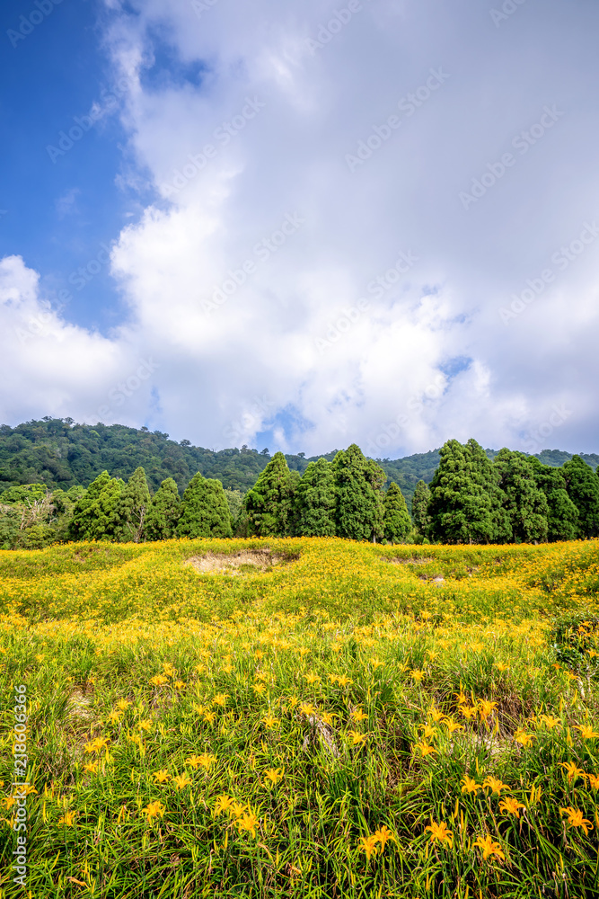 The Orange daylily(Tawny daylily) flower farm at chih-ke Mountain(chi ke shan) with blue sky and cloud, Hualian , Taiwan