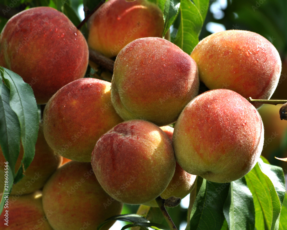 Ripe peach fruit Ripe peach fruit