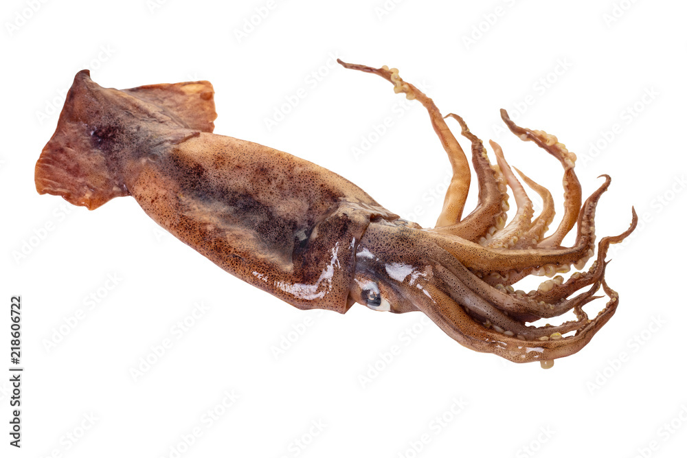 raw squid close-up raw squid close-up