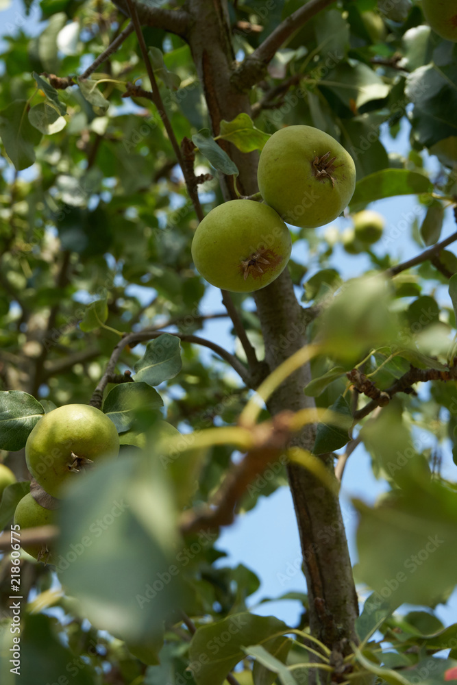 Birnen am baum