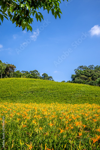 The Orange daylily Tawny daylily  flower farm at chih-ke Mountain chi ke shan  with blue sky and cloud  Hualian   Taiwan