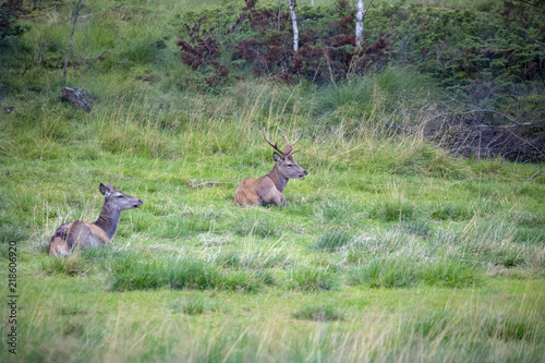 Deer in pasture in Nordland county Northern Norway