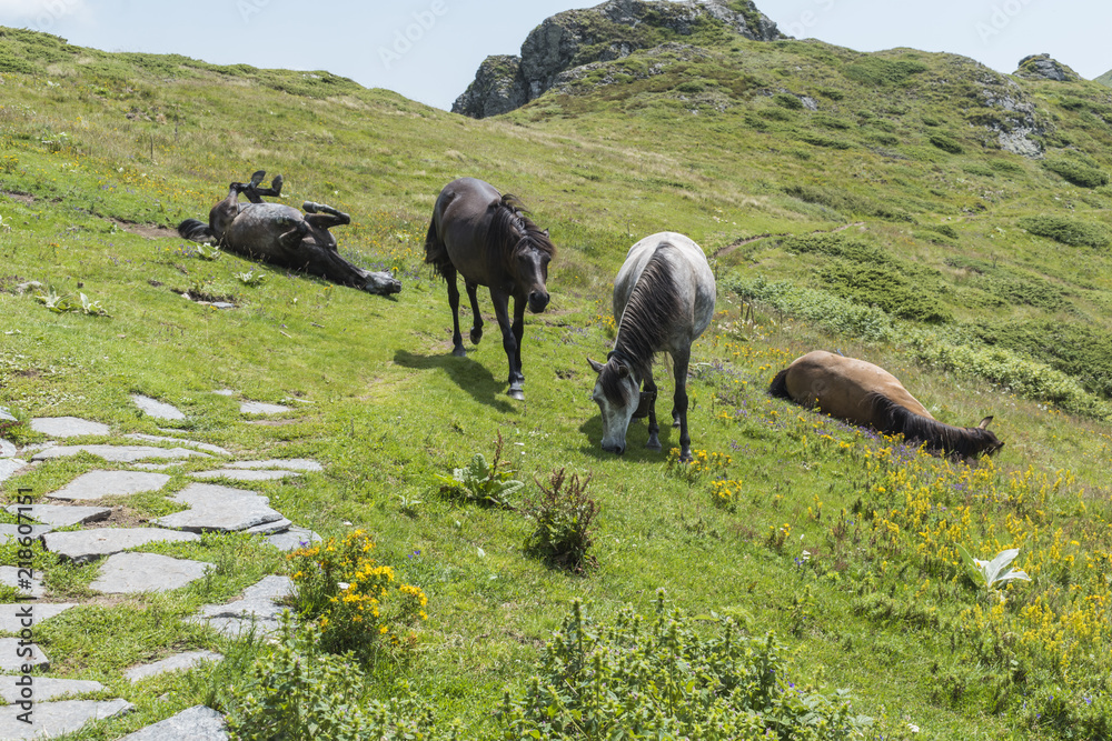 Fototapeta premium Mountain horses to Eho hut. The horses serve to transport supplies from and to the hut.