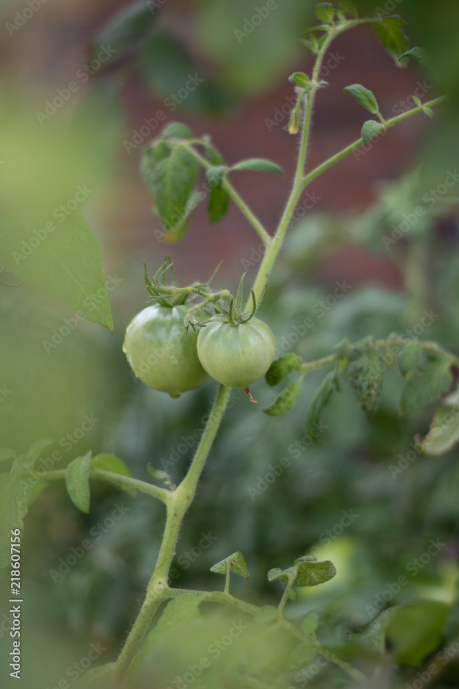 Fototapeta premium Tomato Garden