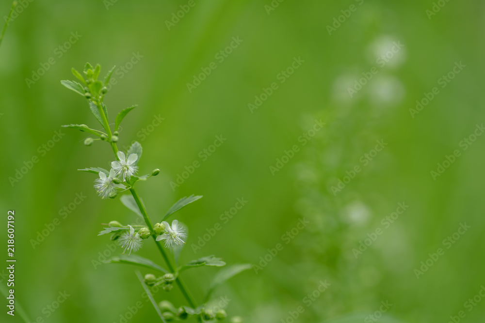White grass flowers on a blurred background. White grass flowers on a blurred background.