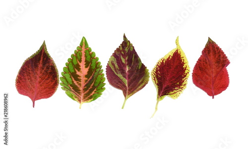 Different colored leaves from Plectranthus scutellarioides Coleus plant isolated on white background