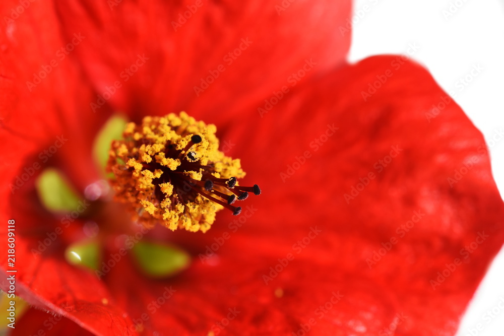 Closeup on the reproductive parts of an Red Indian Mallow flower Closeup on the reproductive parts of an Red Indian Mallow flower