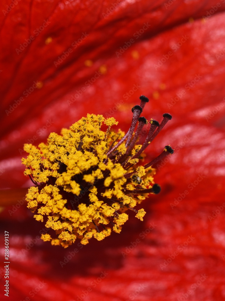 Closeup on the reproductive parts of an Red Indian Mallow flower Closeup on the reproductive parts of an Red Indian Mallow flower