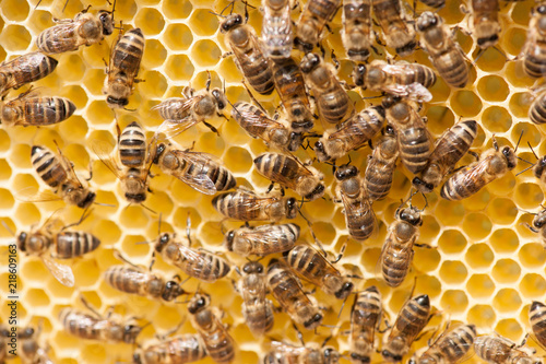 Honey bees working on honey comb