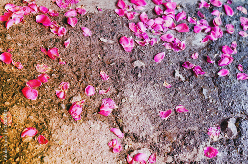 Pink petals of rose scattered on old asphalt. Saint Valentine s Day or wedding concept