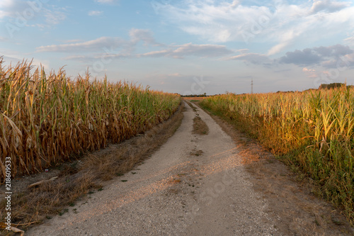 Feldweg zwischen Maisfeldern