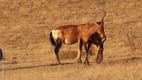 Red hartebeest, Alcelaphus buselaphus caama photo