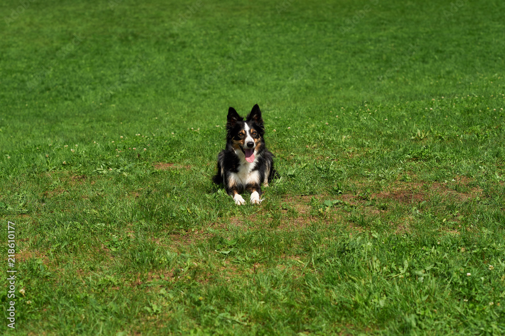 The dog lies in the meadow. The dog lies in the meadow.