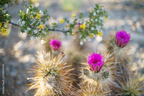 Beautiful sloft light on the desert hedgehog cactus bloom. Soft selectively focused.