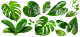 Jungle green leaves