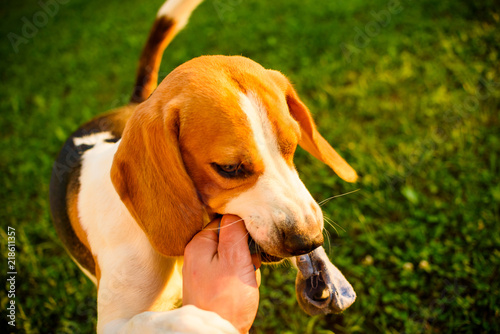 Fototapeta Naklejka Na Ścianę i Meble -  Dog beagle Pulls strap toy sock and Tug-of-War Game in garden outdoors summer day