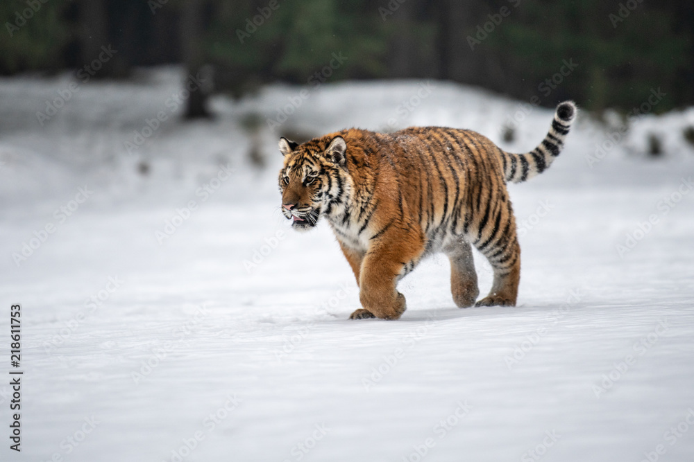 Obraz premium Siberian Tiger in the snow (Panthera tigris)