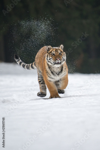 Siberian Tiger in the snow (Panthera tigris) © vaclav