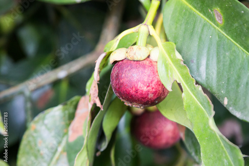 Tablou pe pânză Fresh organic mangosteen fruit on tree in farm