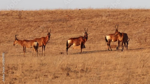 Red hartebeest (Alcelaphus buselaphus caama) photo