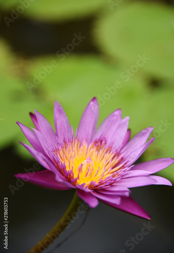 lotus Pink morning
