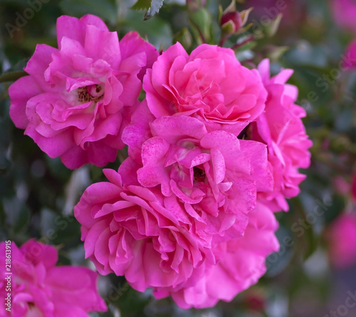 rose grade heidetraum   semi-double  cup-shaped flowers of dense pink color  rose of deep pink color  one branch with seven flowers in full bloom close-up
