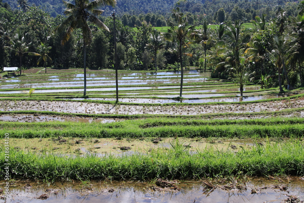 Reisfelder im Nordwesten Balis Bali Indonesien