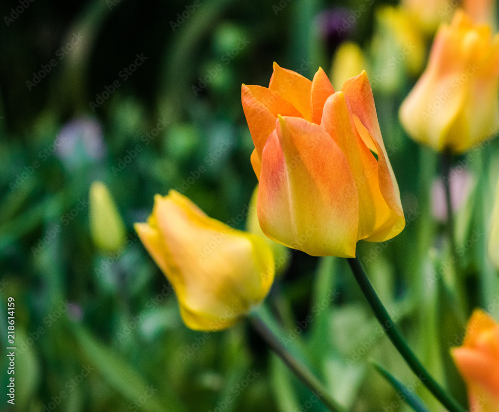 Orange tulip with green and yellow garden background Orange tulip with green and yellow garden background