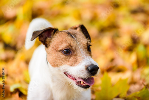 Autumnal portrait of cute Jack Russell Terrier dog puppy