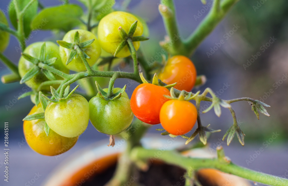 ripe red and unripe green cherry tomatoes on a branch