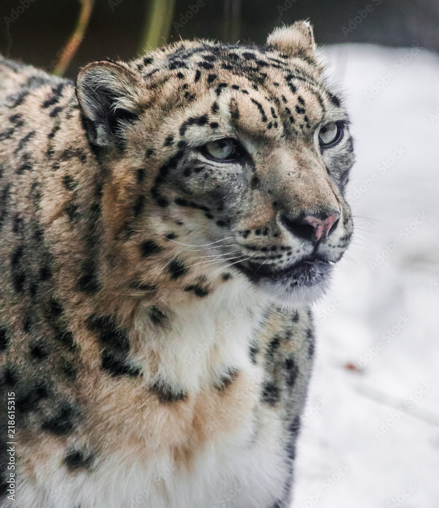 Fototapeta premium Snow leopard portrait (panthera uncia) with snow background