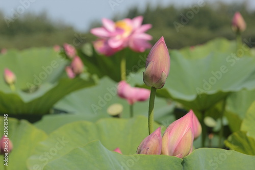 Unopened Lotus buds