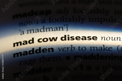 mad cow disease photo