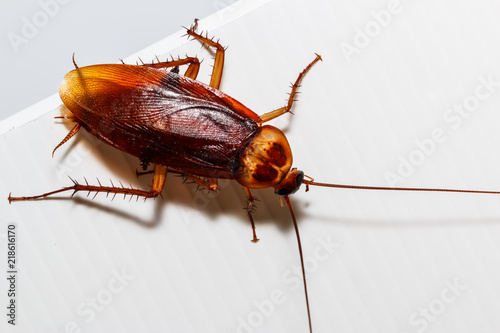 Cockroach brown walk on Foam sheet white
