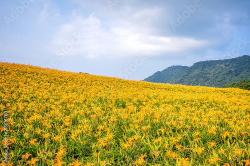 The Orange daylily Tawny daylily  flower farm at chih-ke Mountain chi ke shan  with blue sky and cloud  Hualian   Taiwan