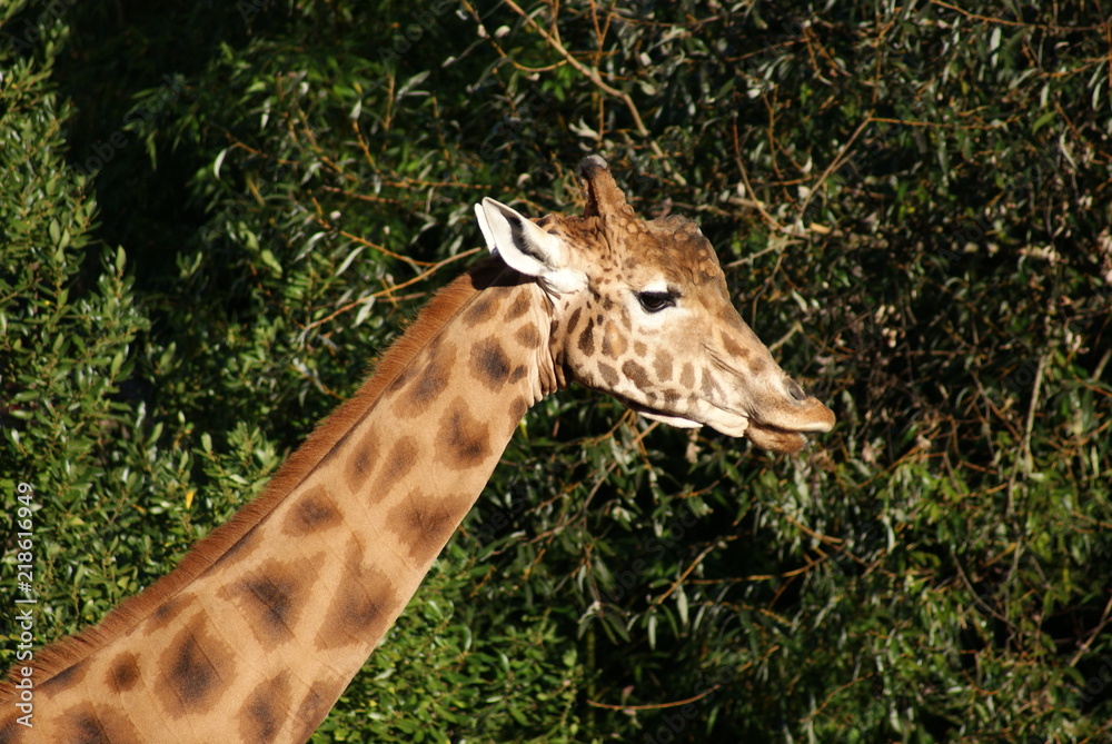 Fototapeta premium Girafe