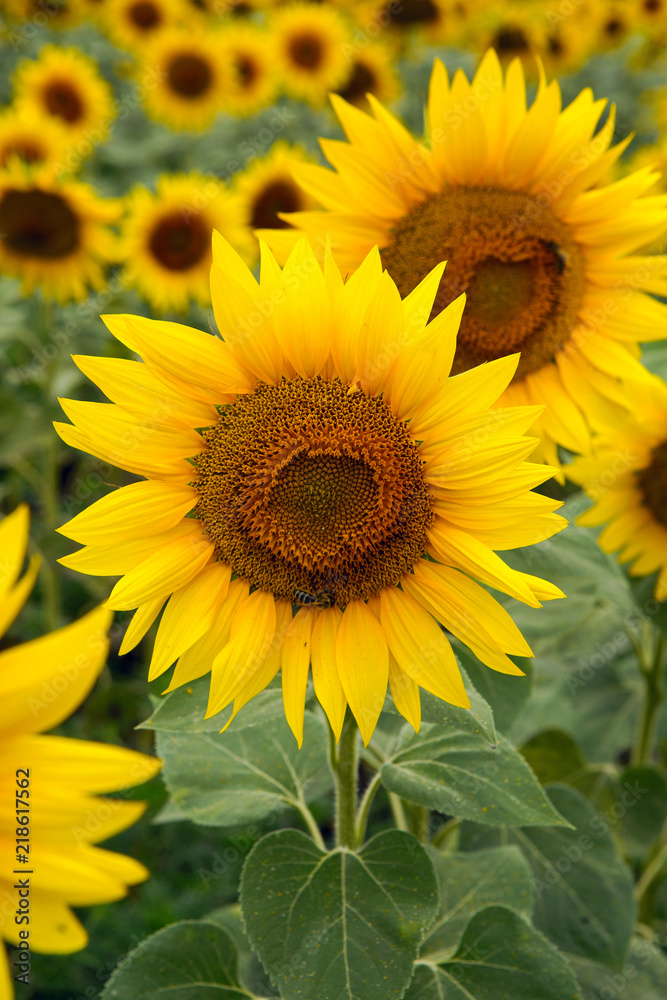 rows of sunflowers on a large field in Sunny summer