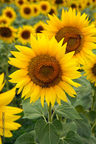 Fototapeta Naklejka Na Ścianę i Meble -  rows of sunflowers on a large field in Sunny summer
