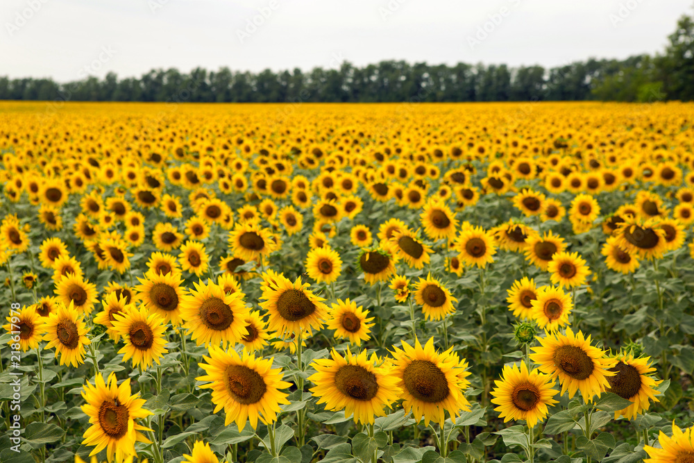 Fototapeta premium rows of sunflowers on a large field in Sunny summer