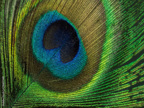 peacock feather macro © Сергей Зенцев