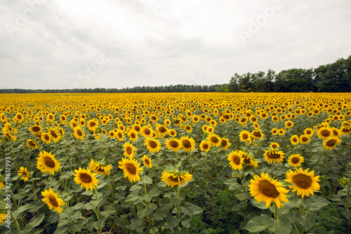 Fototapeta Naklejka Na Ścianę i Meble -  rows of sunflowers on a large field in Sunny summer