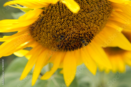 Fototapeta Naklejka Na Ścianę i Meble -  bee collects pollen on sunflower in sunny day