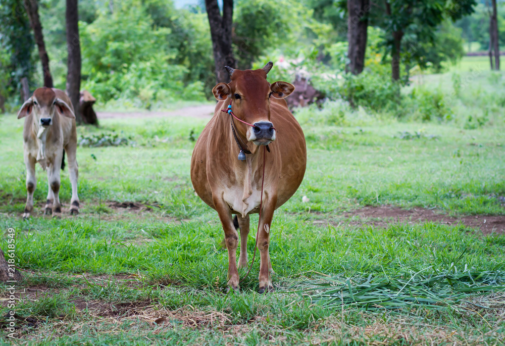Fototapeta premium Curious cow eating grass at the field