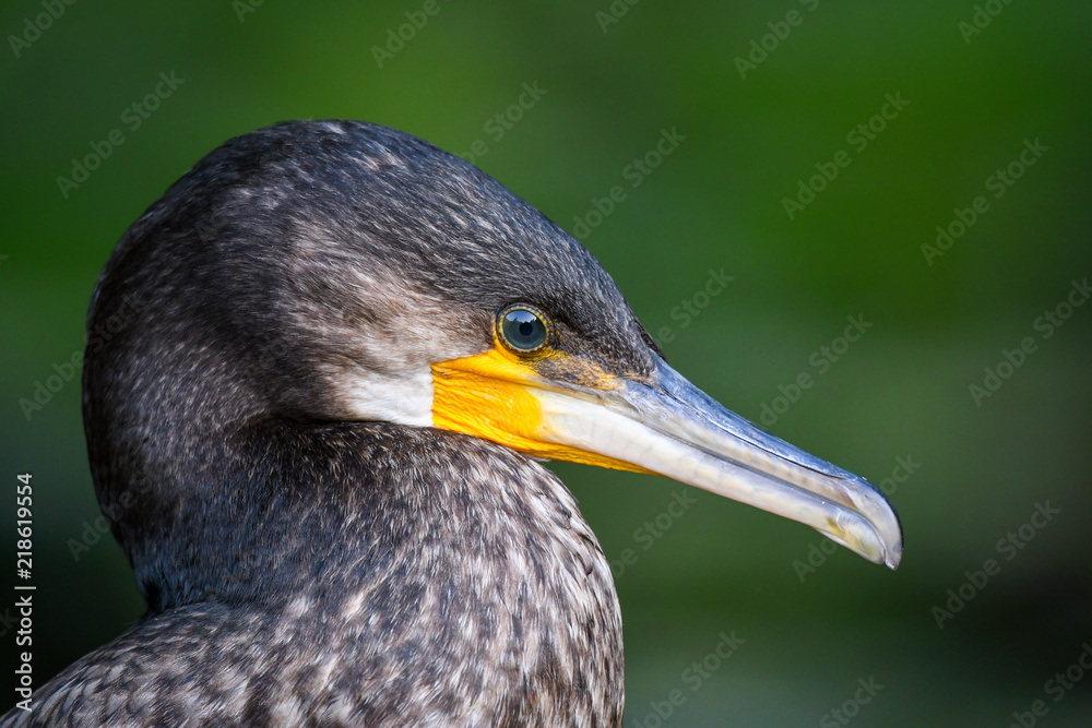 Fototapeta premium Portrait of Great Cormorant (Phalacrocorax carbo). Close up