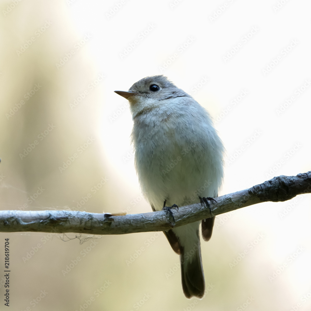 Fototapeta premium Red-breasted Flycatcher