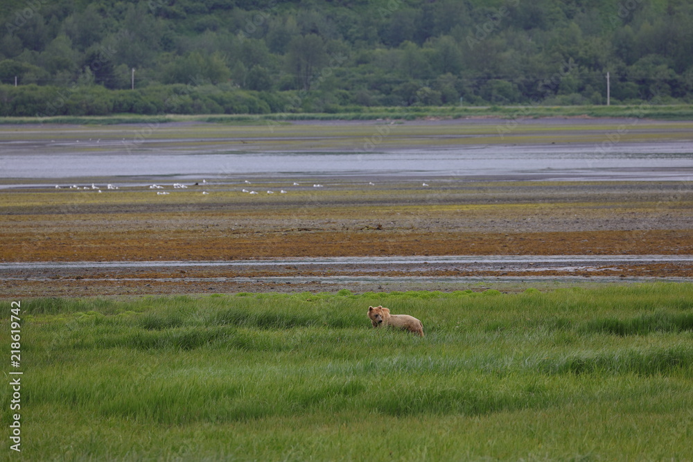 Three kodiak bear was next to the road. Normally,it`s hard to see the bear on Kodiak even though there are plenty of them Three kodiak bear was next to the road. Normally,it`s hard to see the bear on Kodiak even though there are plenty of them