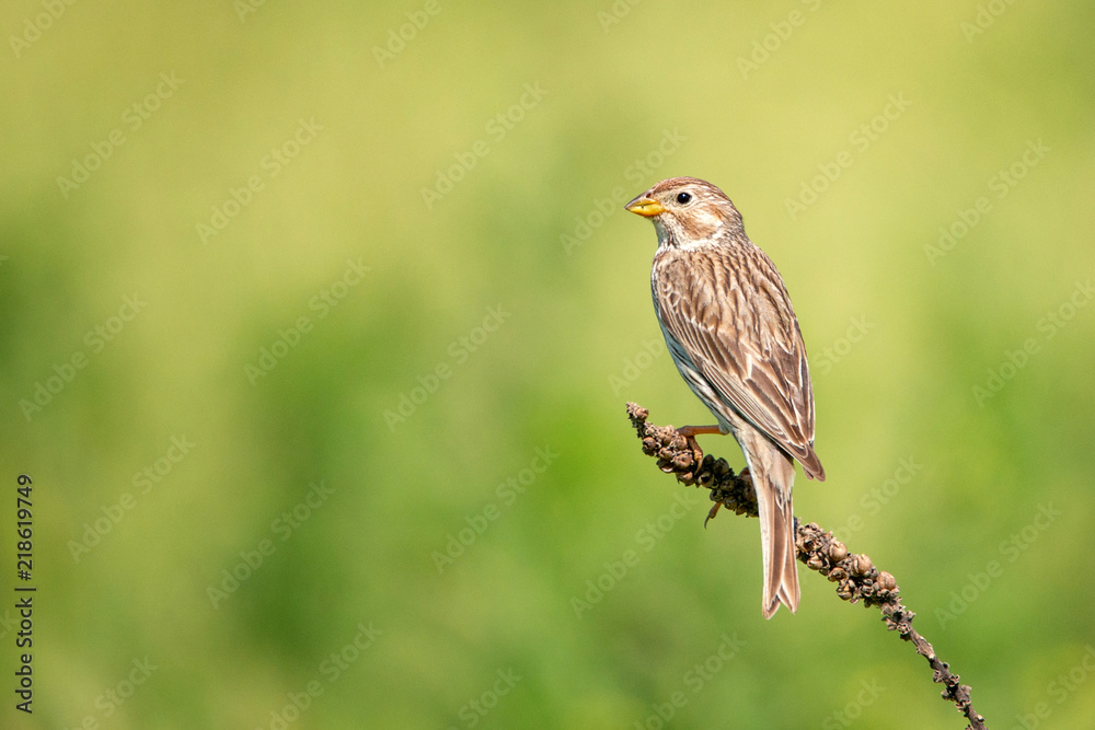 Fototapeta premium Corn Bunting ( Miliaria calandra ) sitting on a beautiful background